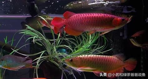 銀帶混養|銀龍魚混養什麼魚最好？精選